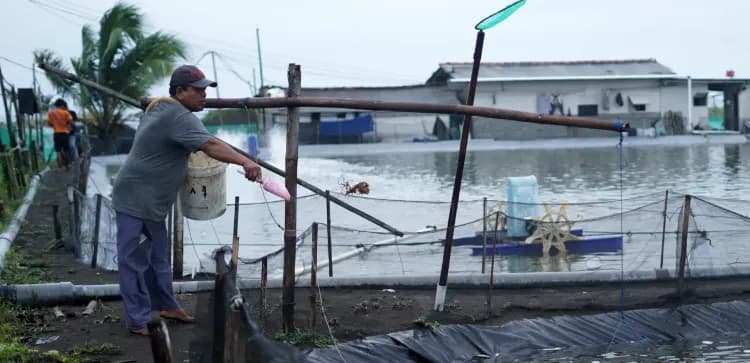 Essential Steps to Maintain Shrimp Pond Water Quality