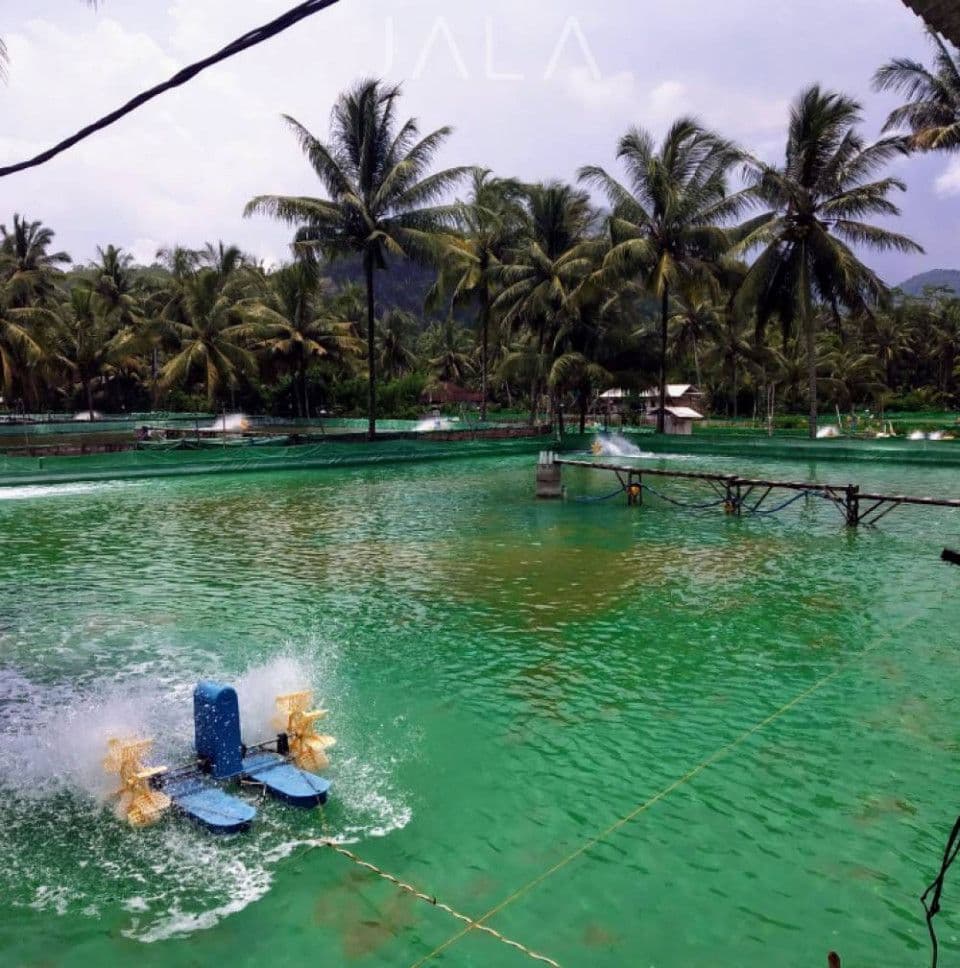 mengenal-benur-spf-dan-spr.jpg