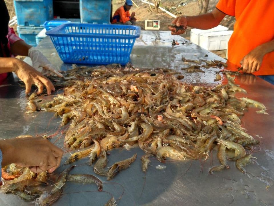 perkembangan-industri-udang-di-thailand.jpg