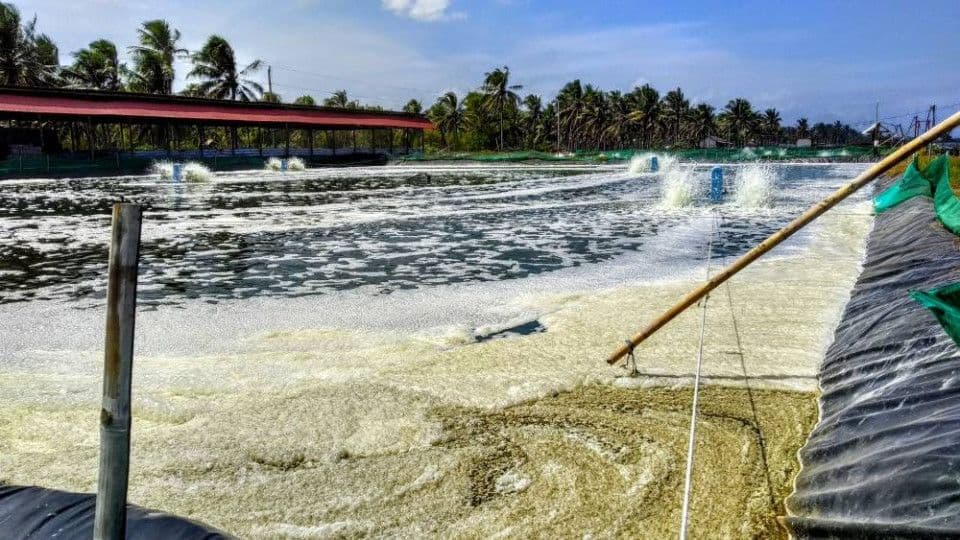 probiotik-menjaga-kesehatan-udang-dan-kualitas-air.jpg