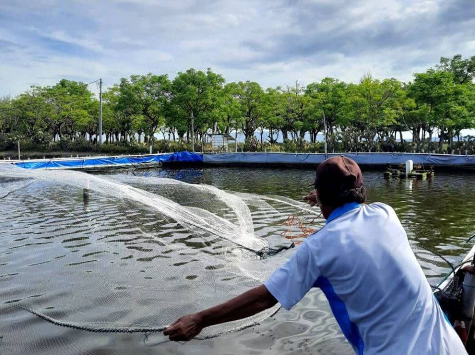 should-trees-be-planted-around-shrimp-farms.jpg