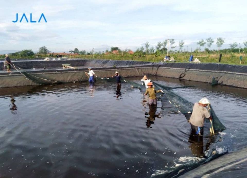 shrimp-producing-regencies-indonesia.jpg