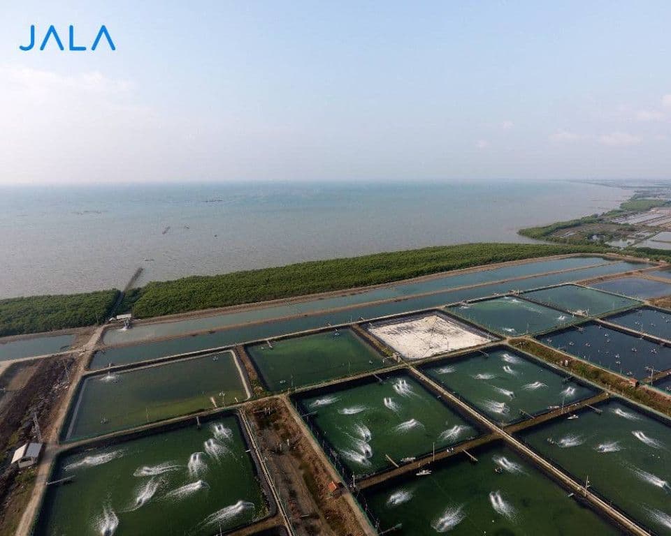 the-importance-of-green-belt-for-shrimp-farming.jpg