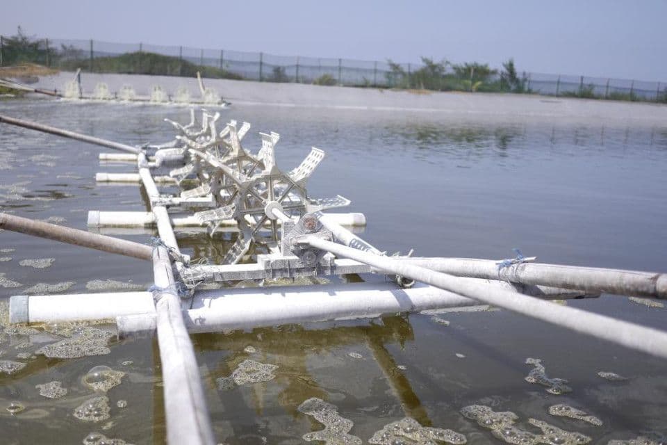 tips-on-growing-the-plankton-in-shrimp-farm.jpg