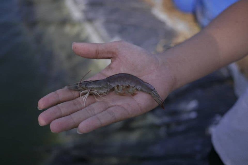 vibrio-penyebab-penyakit-udang.jpg