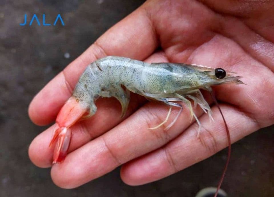 5-effective-ways-to-prevent-vannamei-shrimp-diseases.jpg