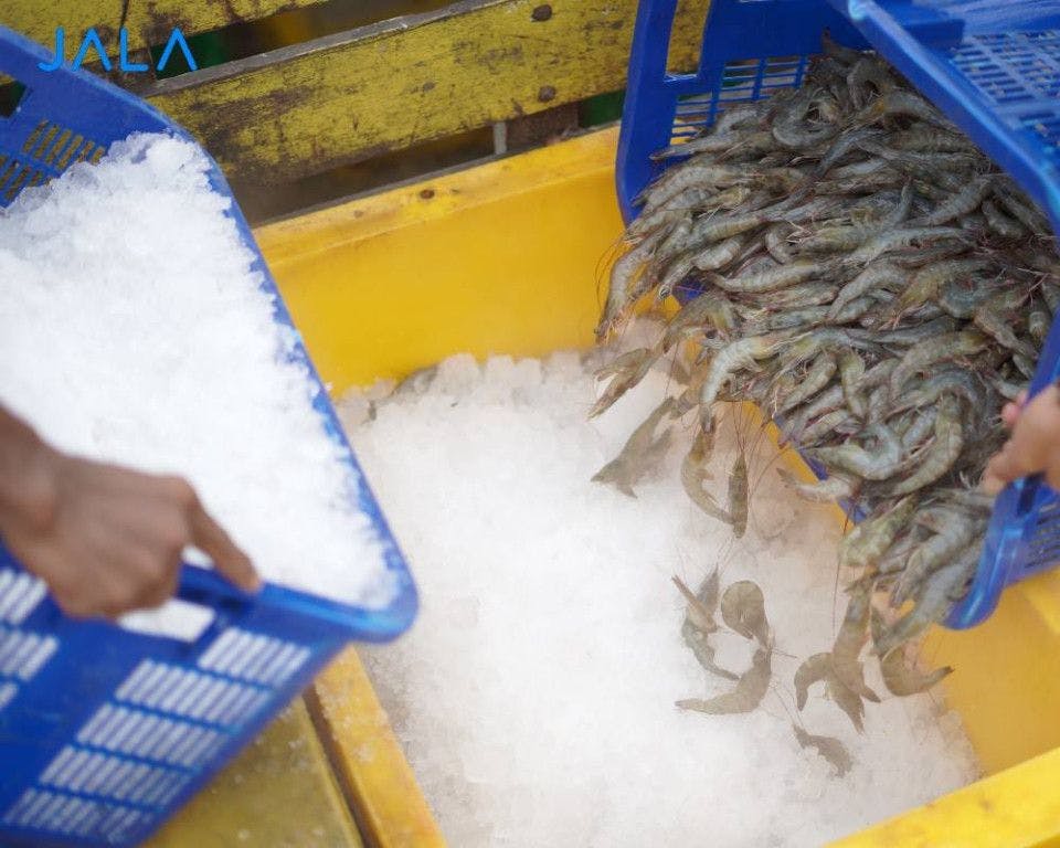 5 Functions of Ice in the Shrimp Harvest Distribution Process