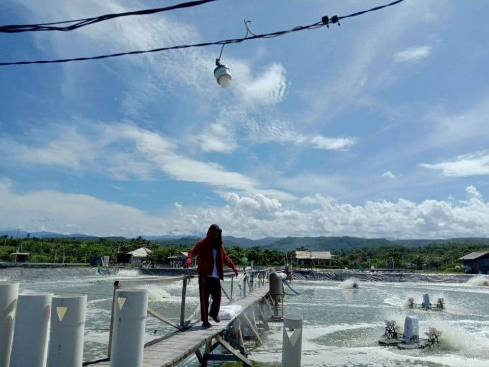 7-effective-treatments-in-shrimp-cultivation-management.jpg