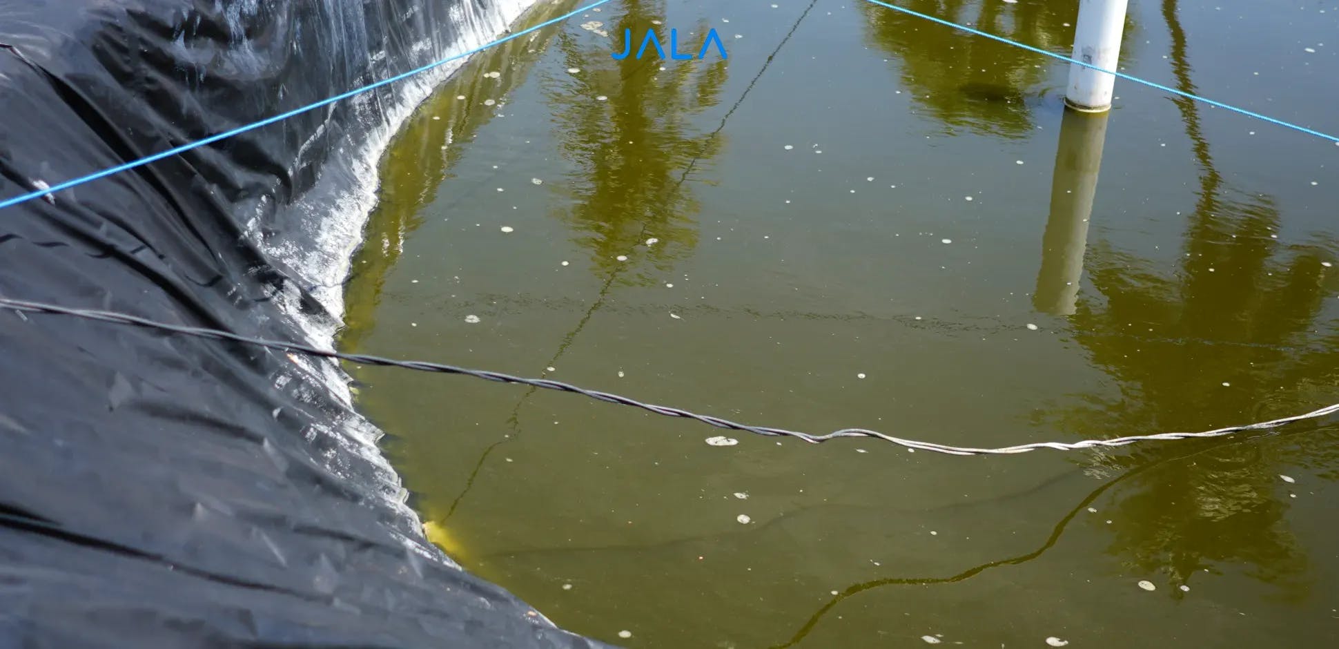 How to Clear Turbid Pond Water when Cultivating Shrimp