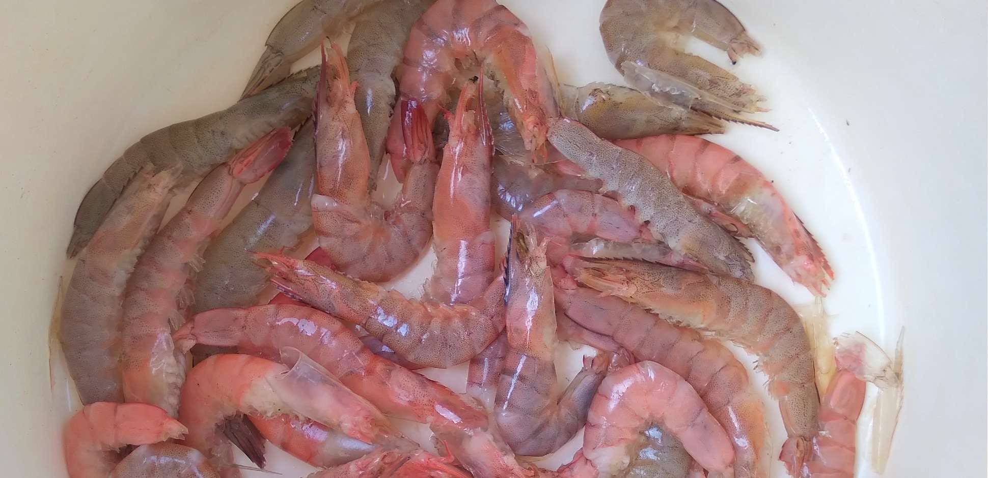 Recording Shrimp Mortality: Why Is It Important?