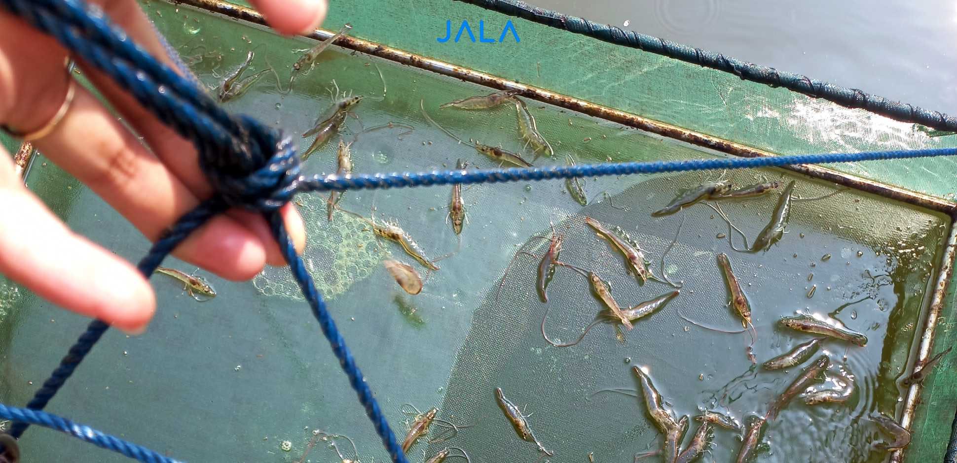 Tackle Declining Shrimp Prices Wisely Through Better Efficiency and Pond Water Management