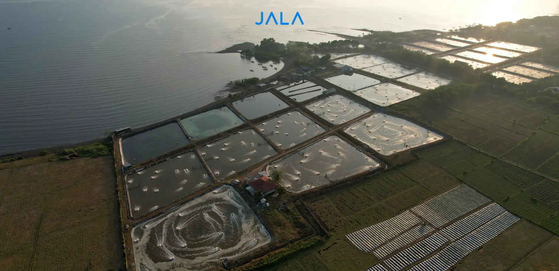 Cover - Indonesian Shrimp Farms.webp