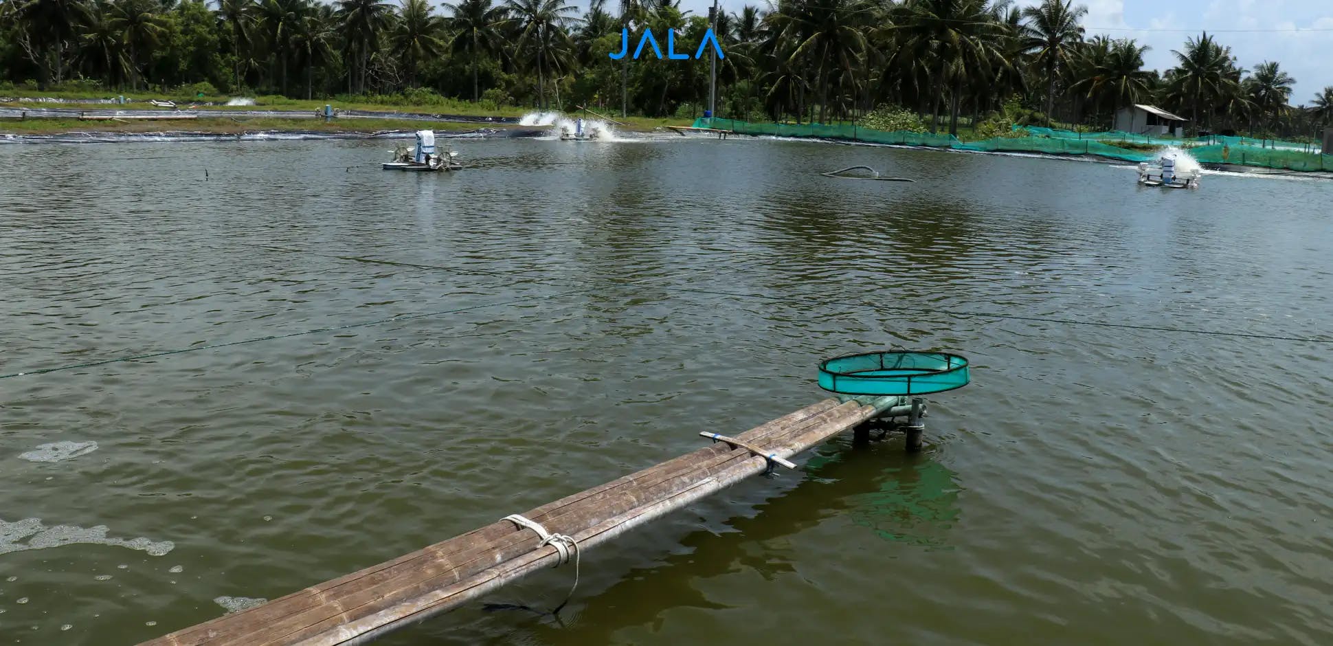 4 Types of Shrimp Farms: From Traditional to Supra Intensive