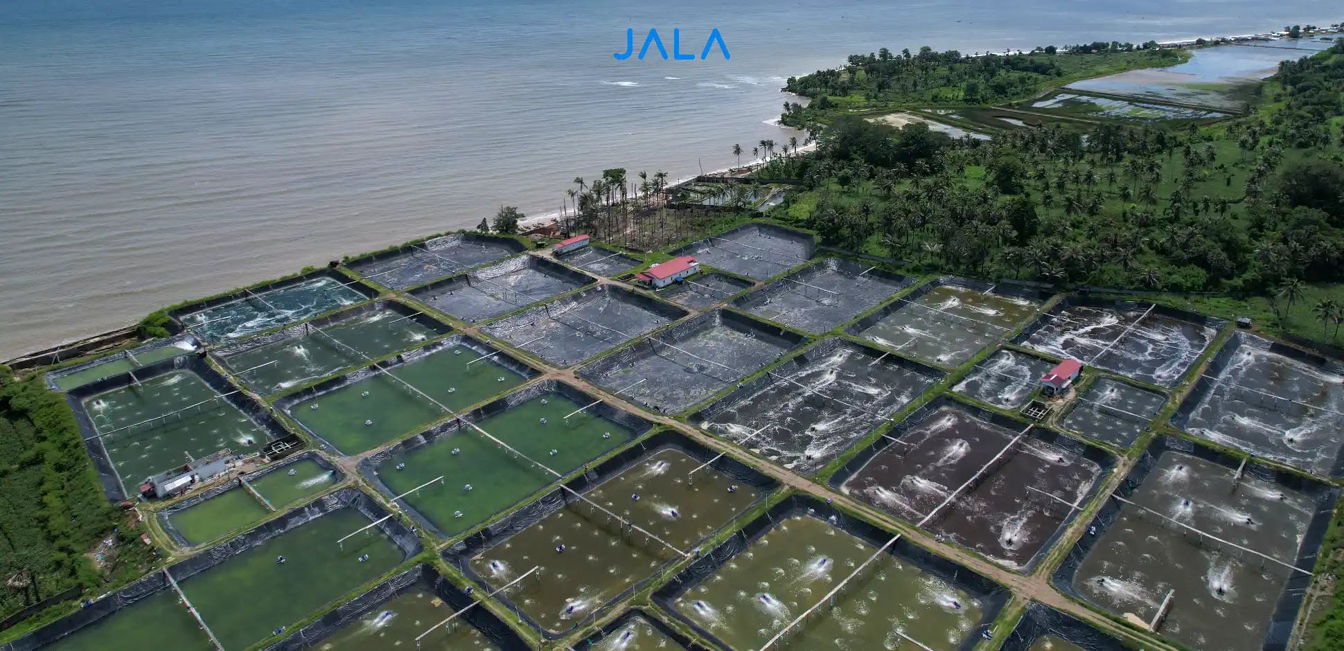 Legality and Licensing: Mandatory Requirements for Shrimp Farms to Operate