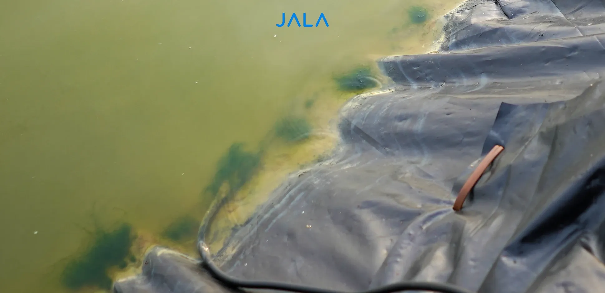 Cover - Lumut di Tambak.webp