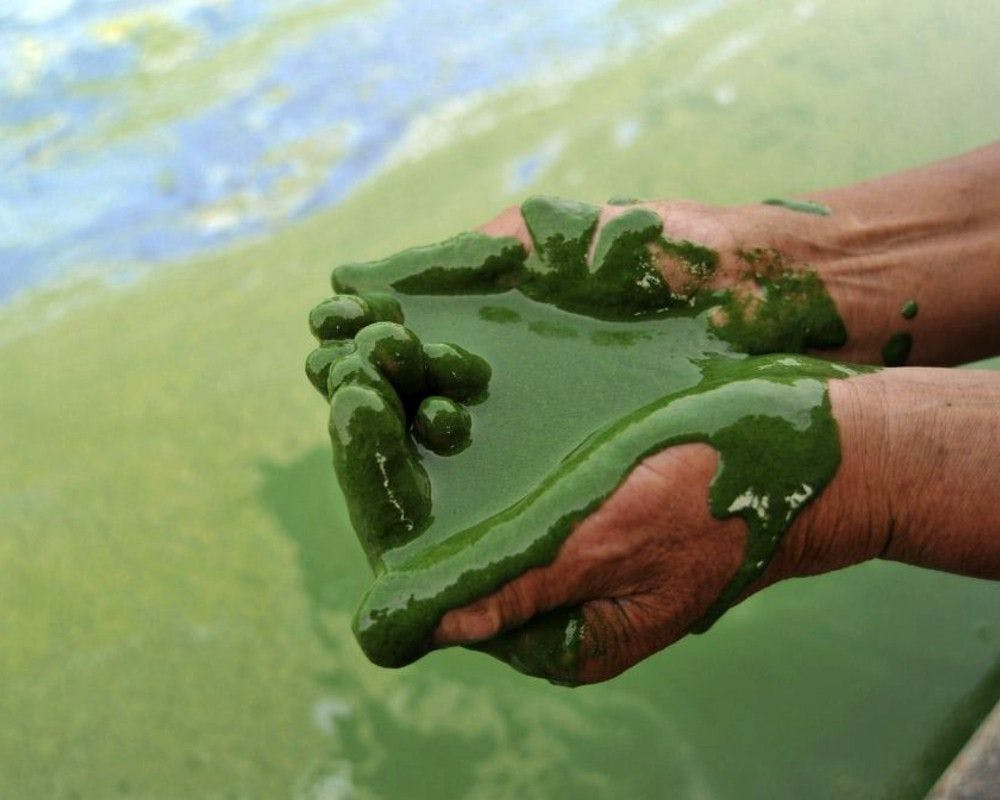 Toxic Compounds in Shrimp Ponds