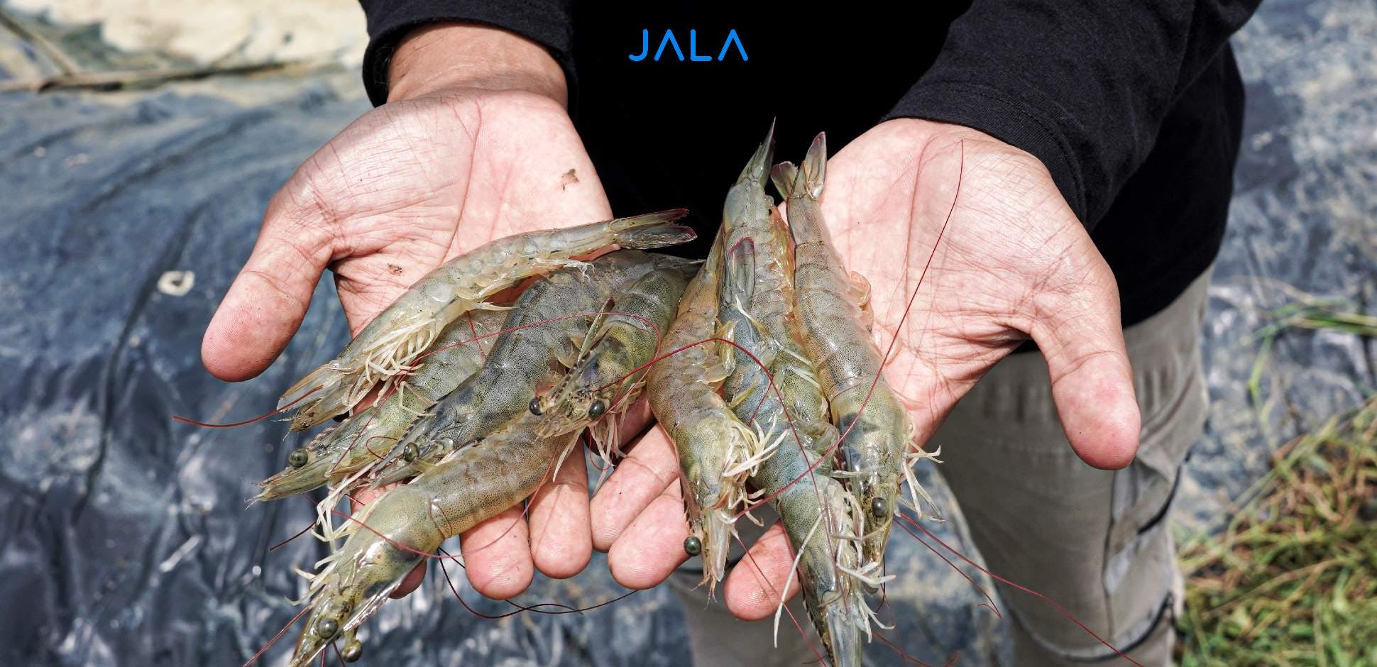 Does Weekly Sampling Really Cause Losses in Shrimp Farms?