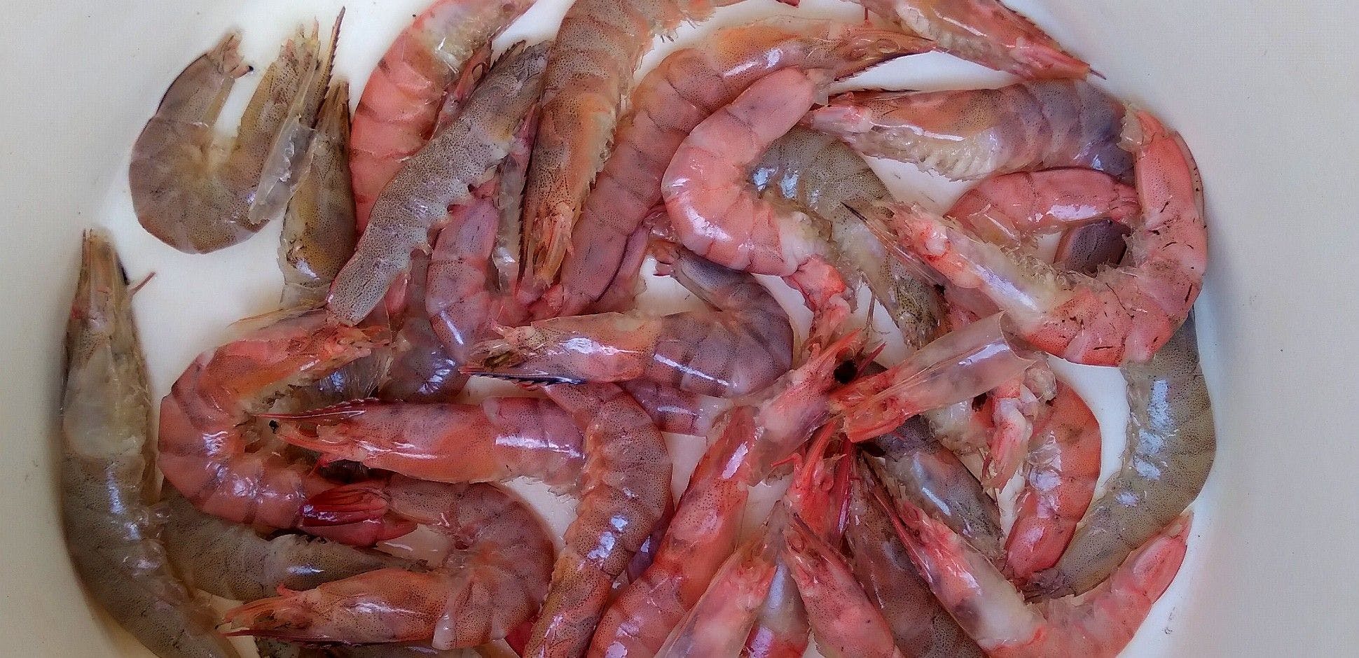 Learning Shrimp Disease Prevention Best Practices in SHRIMPS TALK #10 