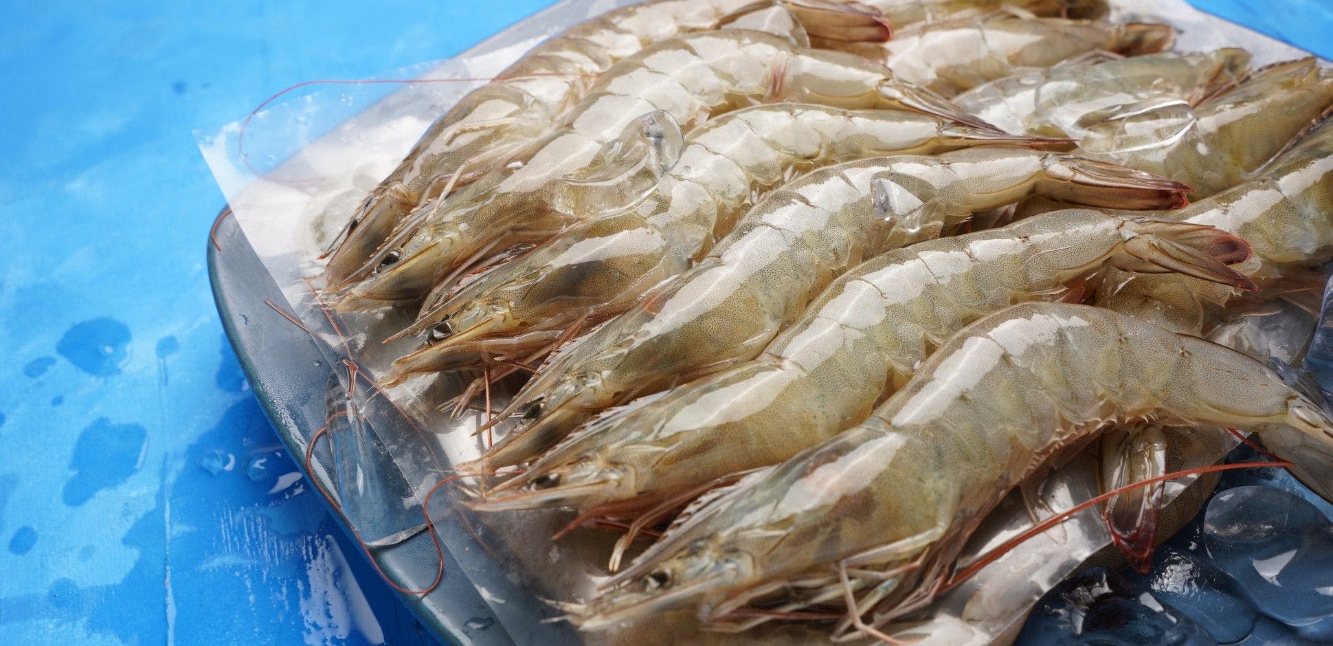 SHRIMPS TALK #9 Discusses Shrimp Export Challenges and the Importance of Product Quality 