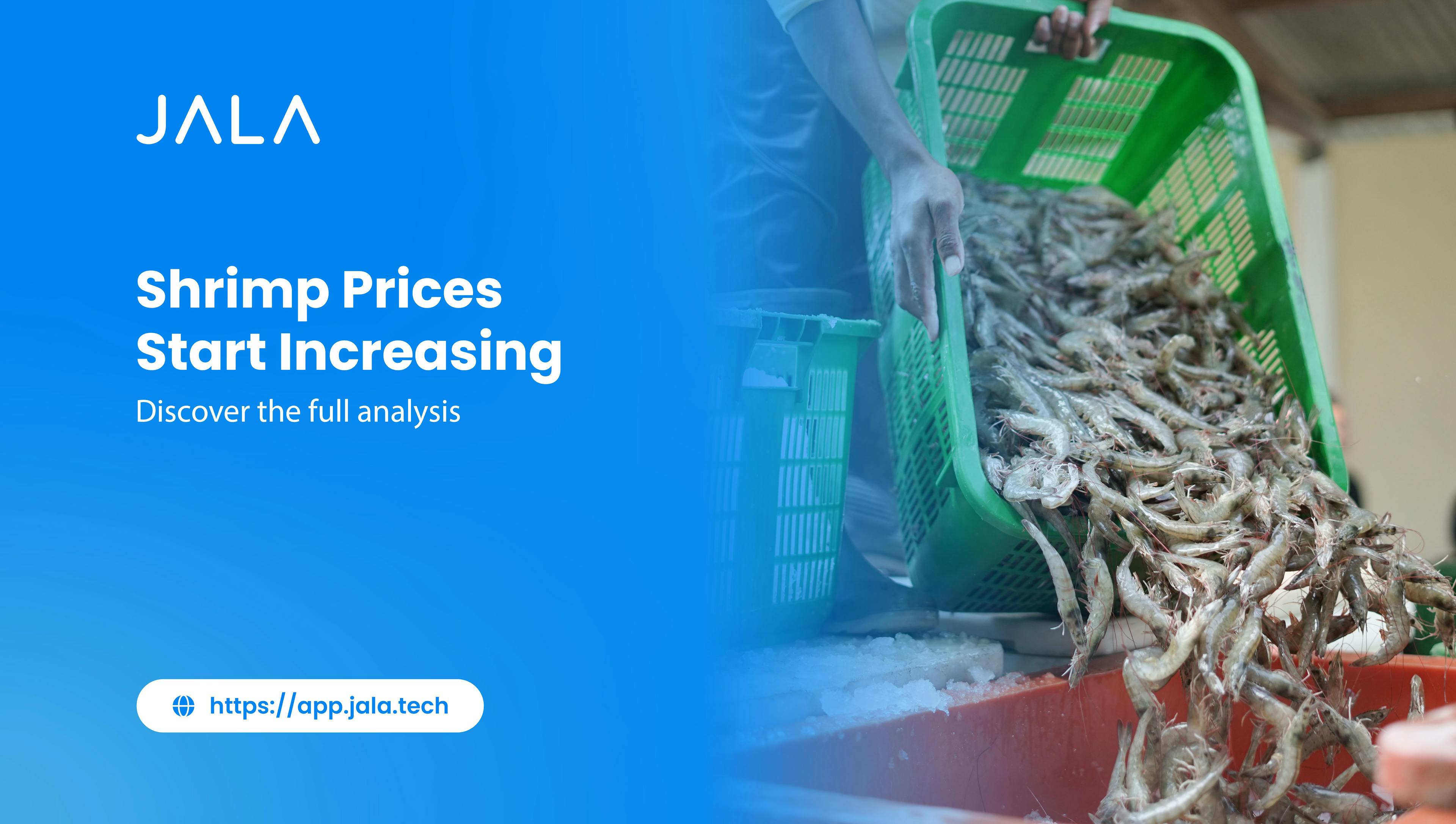 Shrimp Prices Start Increasing, Discover the Full Analysis 