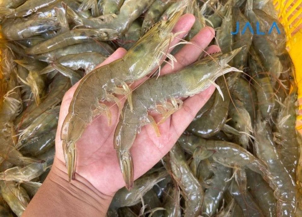 bacteria-roles-vannamei-shrimp-farming.jpg