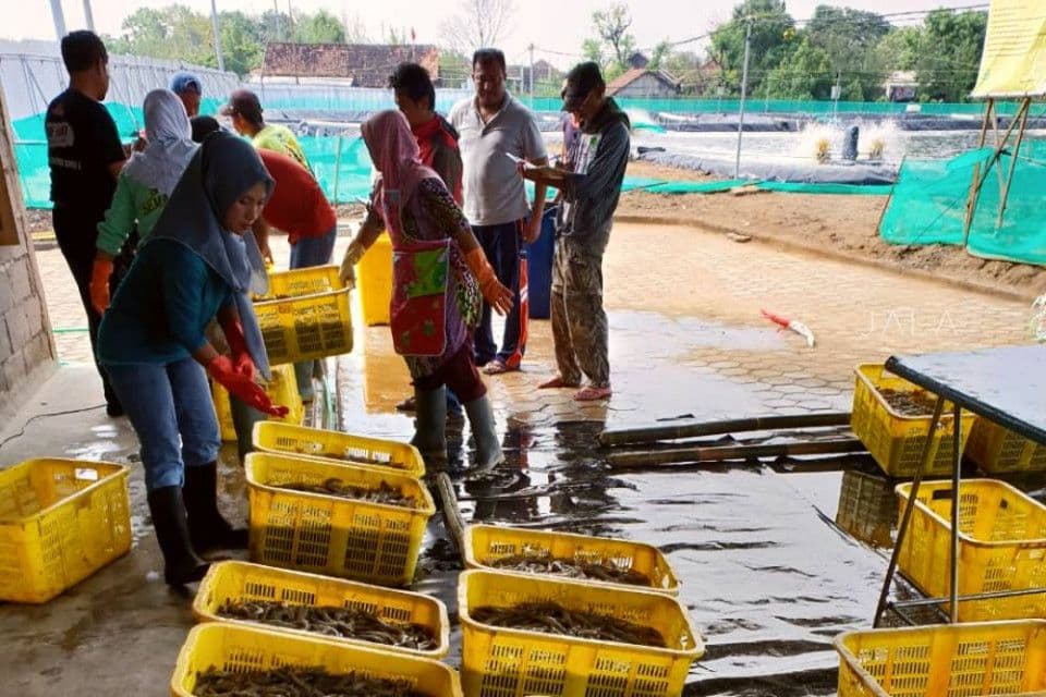 bisnis-tambak-udang-sebuah-investasi.jpg