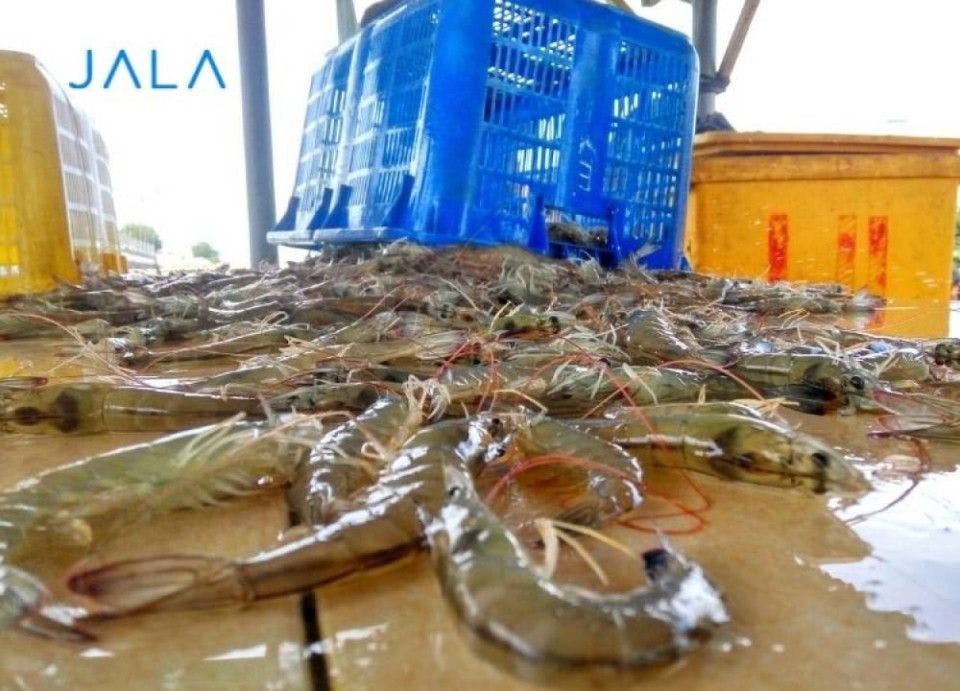 Certification of Good Fish Handling Practices for Shrimp Suppliers