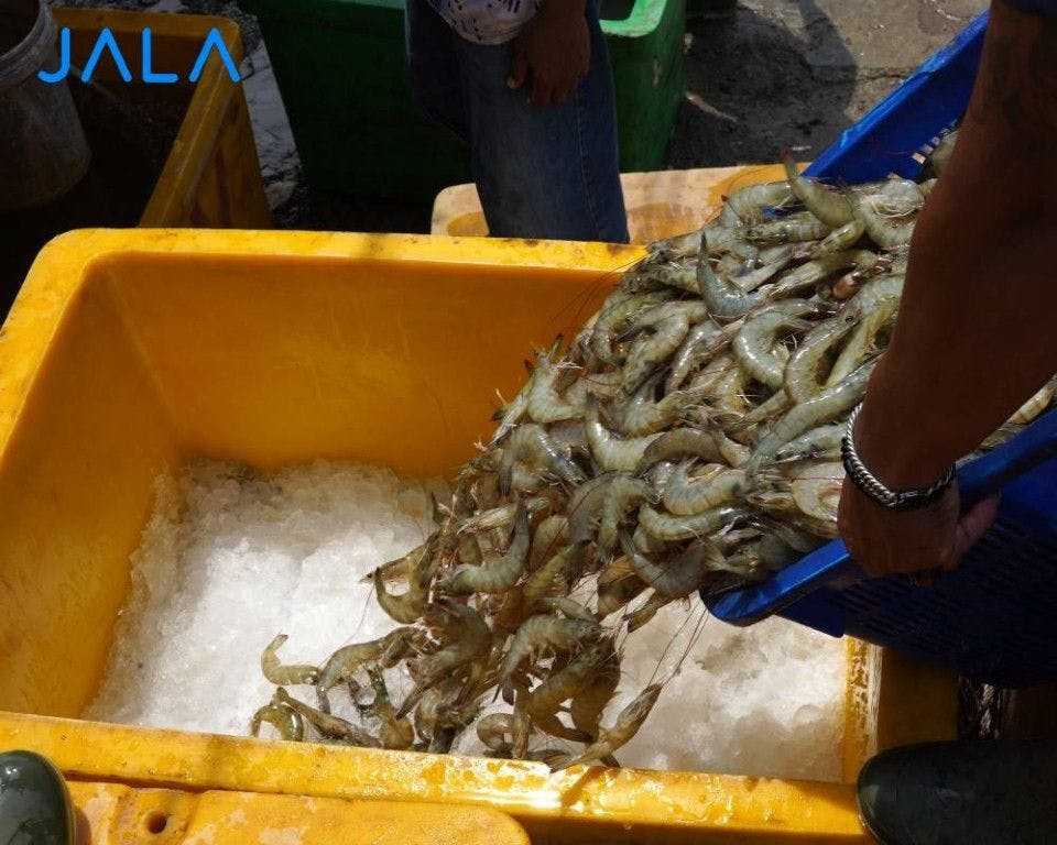 China Shrimp Industry Landscape: Productive and High Local Consumption