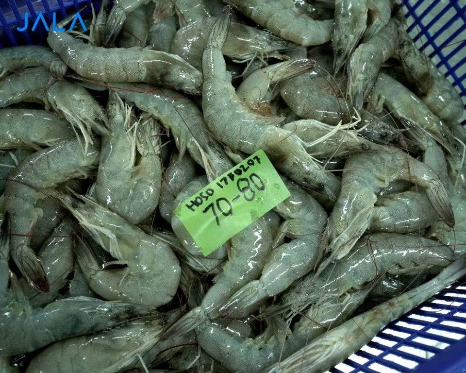 Exploring New Shrimp Export Markets