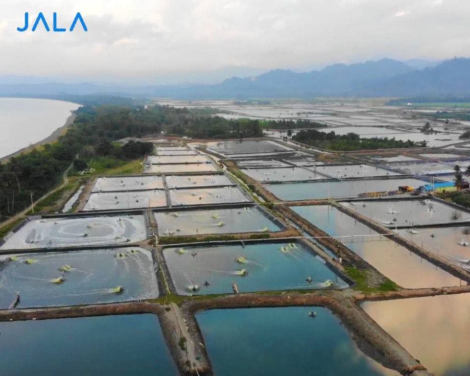 Exploring the Potential of Sulawesi as the Heart of Shrimp Industry