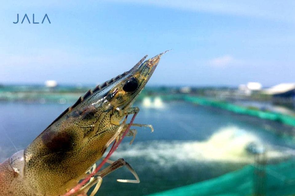 Get to Know the Eyestalk Ablation Technique on Shrimp