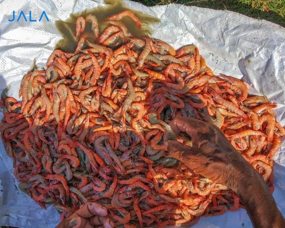 harmful-bacterial-diseases-in-shrimp-farming.jpg