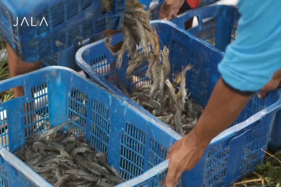 highlights-of-the-2021-shrimp-industry-looking-at-the-target-of-increasing-exports.jpg