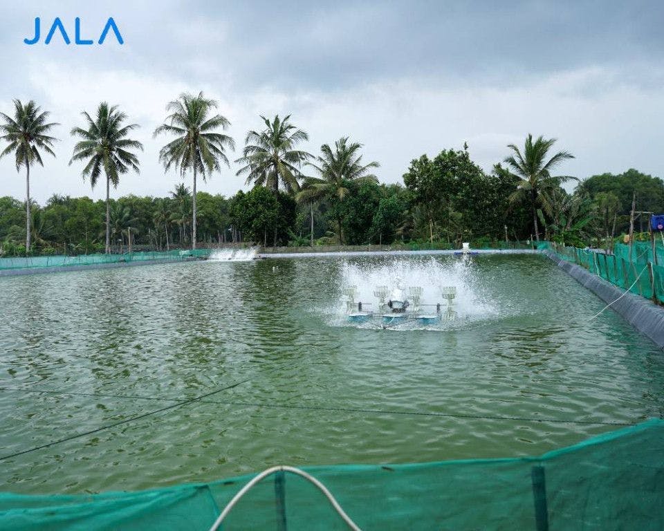 IMTA: An Environmentally Friendly and Sustainable Shrimp Cultivation System