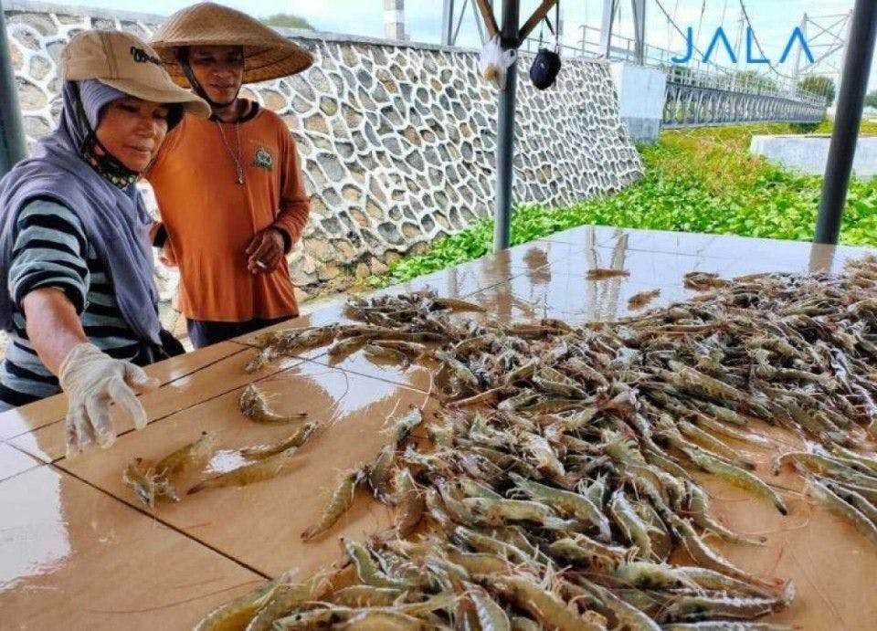 The Key to Successful Cultivation: Sustainable Shrimp Production