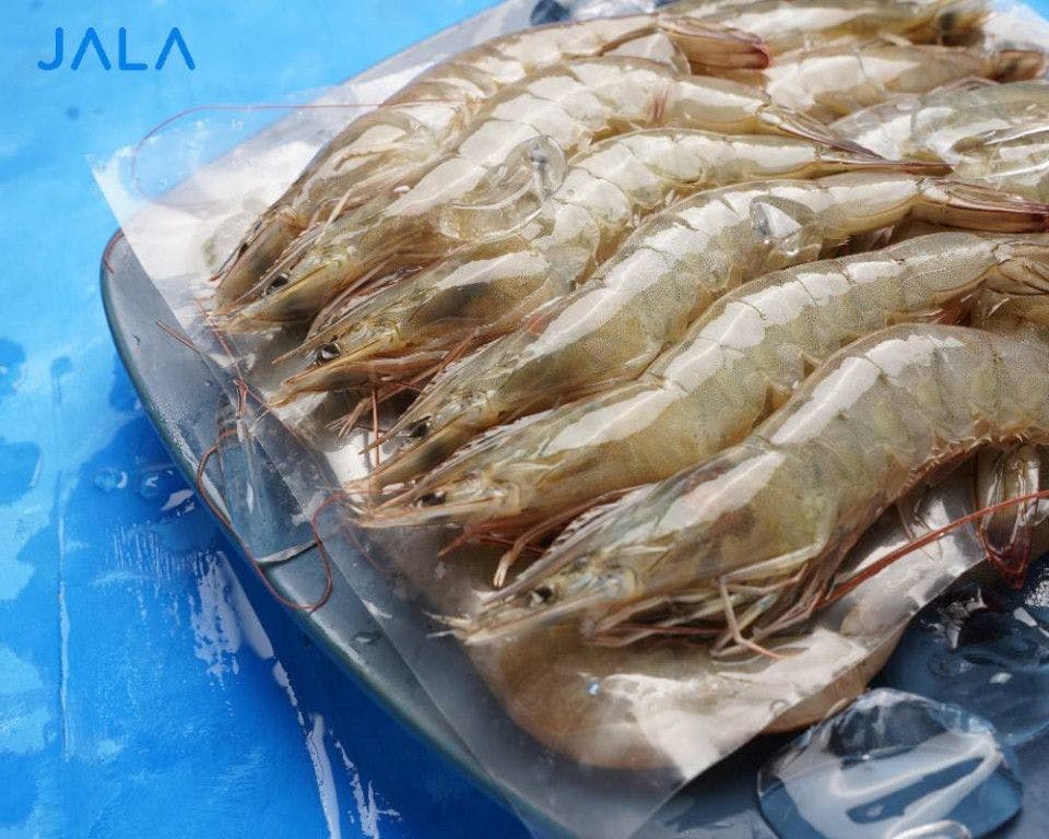 Look Out for These 3 Characteristics of Shrimp Unfit for Export!