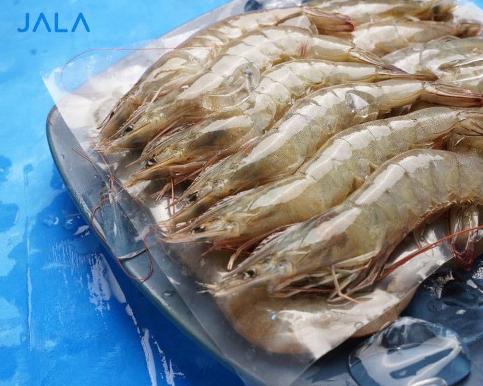 look-out-for-these-3-characteristics-of-shrimp-unfit-for-export.jpg