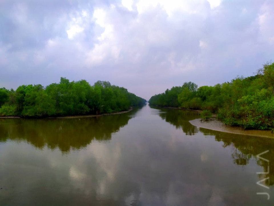 mangrove-dan-tambak-udang.jpg