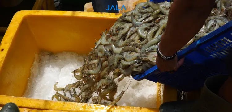 How to Harvest Shrimp: Steps and Tips for Success [Complete Guide]