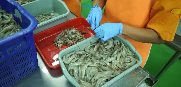 Ekspor Udang - Shrimp Export