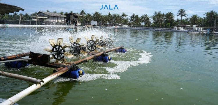 The Importance of Paddle Wheels in Shrimp Farms