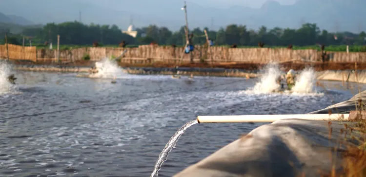 Shrimp Farm Biosecurity: How to Prevent Disease from the Start