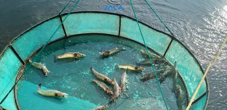 Penyebab Penyakit Myo pada Udang dan Cara Pencegahannya