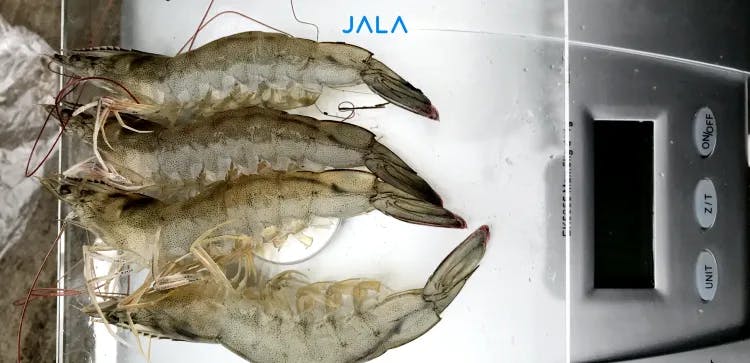 How to Calculate Vannamei Shrimp Size: Here's the Complete Explanation!