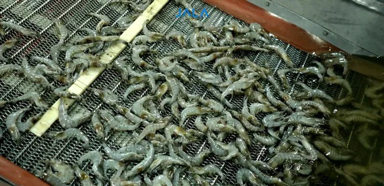 How to be a Shrimp Supplier: Here’s the Full Explanation!