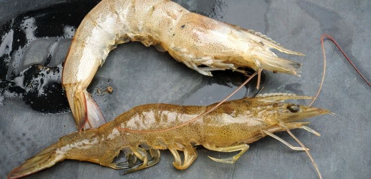 Newest Methods in Handling Shrimp Disease and Water Quality 