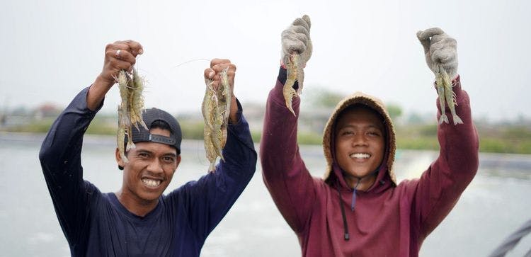 Shrimp Farmers: Heroes of Indonesia’s Foreign Exchange