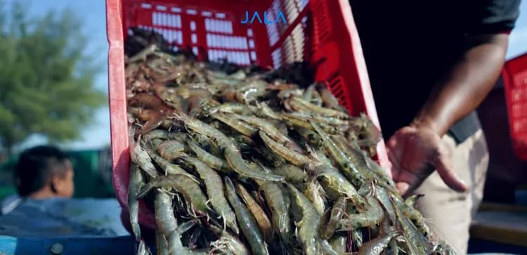 5 Reasons Shrimp Are Rejected for Export