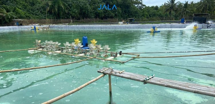 Arti di Balik Warna Air Tambak dan Pengaruhnya terhadap Udang
