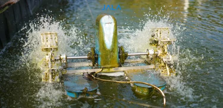 Fikri’s Journey Starting Shrimp Farming with Self-Taught Knowledge